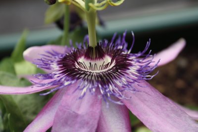 Passiflora