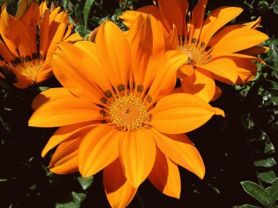 gazania