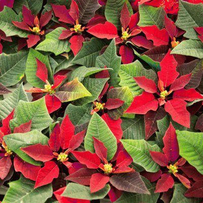 poinsettia