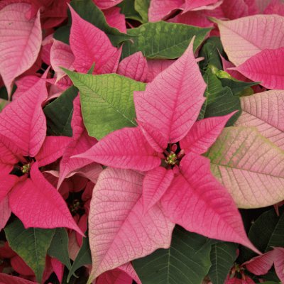 poinsettia