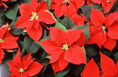 poinsettia