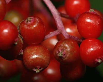 SaÃºco rojo - Sambucus racemosa