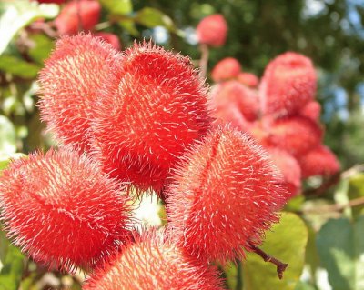 Urucum Bixa Orellana - AmÃ©rica