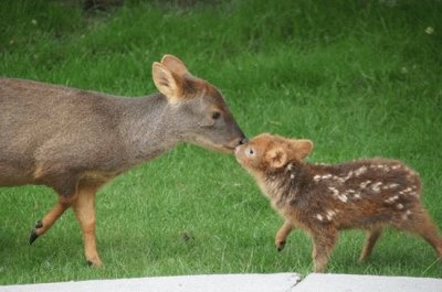 PudÃº