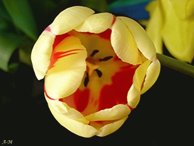 tulipe