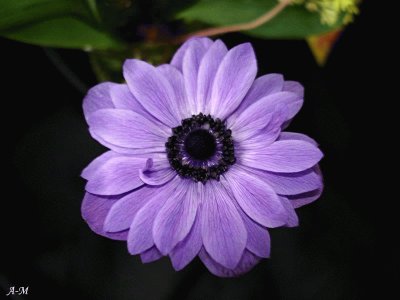 anemone