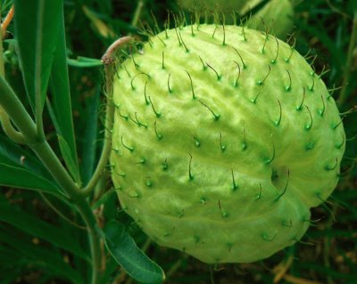 Gomphocarpus physocarpus E.Mey.