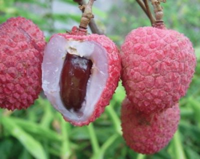 Lichi - Litchi chinensis