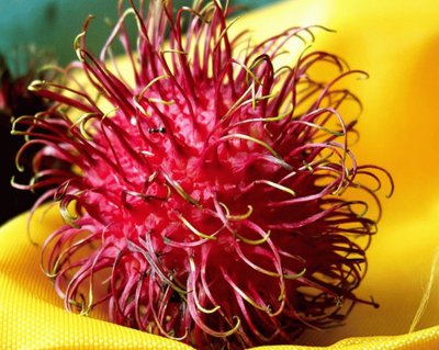 Rambutan - Nephelium lappaceum