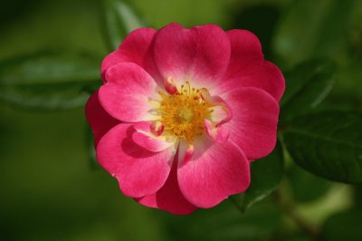 eglantine