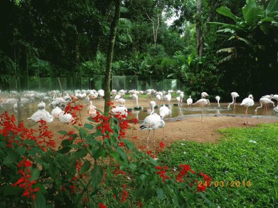 Parque das  Aves - Foz do IguaÃ§u - PR