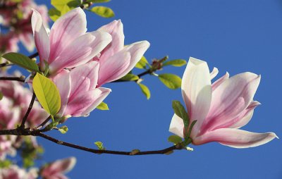 magnolia