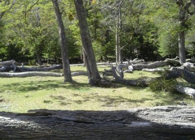 Bosque nativo