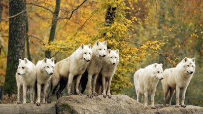 LA BANDA DE GÃœEROS.