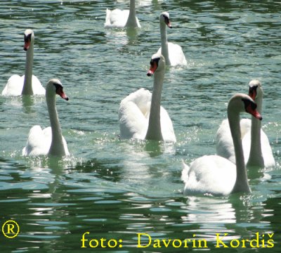 Labod - swan