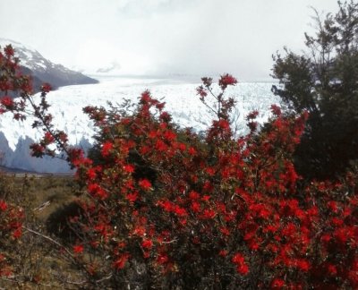 Glaciar y notro