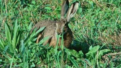 Wild rabbit