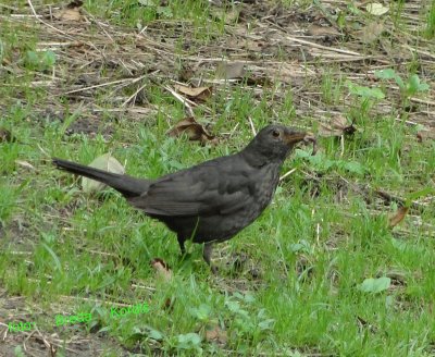 Black bird - female