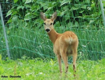 Roe deer