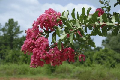 lilas des indes