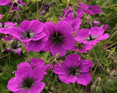 geranium vivace