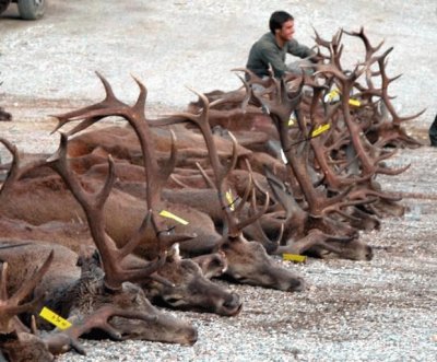 ASESINOS DE CIERVOS.