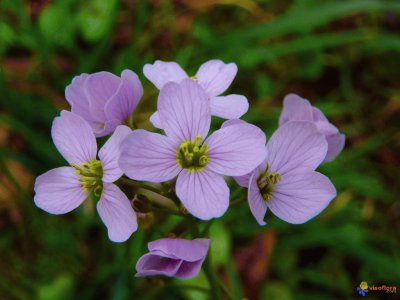 cardamine