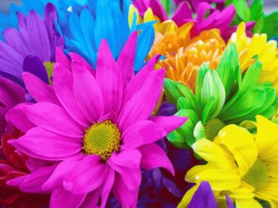 Rainbow Flowers