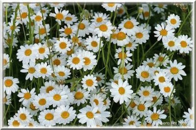 marguerites