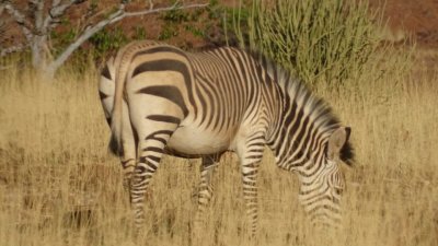 Zebra das Montanhas