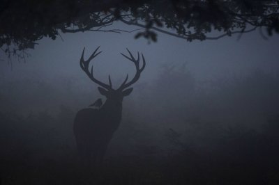 Deer at Night