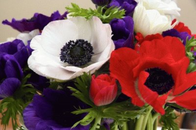 anemones