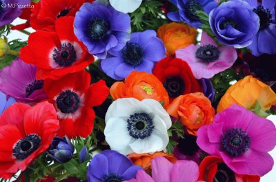 anemones