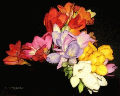 bouquet de fresias