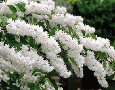 deutzia