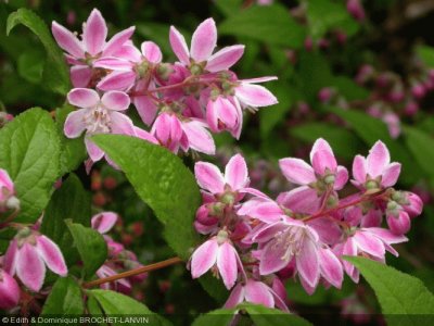 deutzia