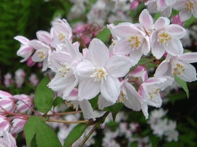 deutzia