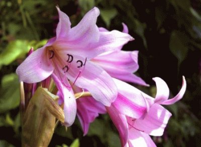 crinium