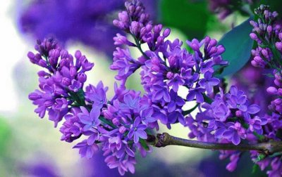 fleurs: lilas