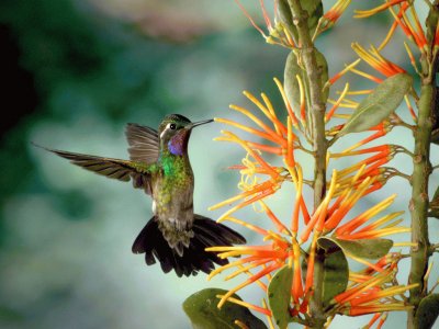 beija-flor2