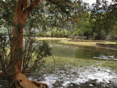 Parque Nacional Los Alerces. Chubut. Argentina