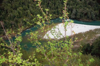 Parque Nacional Los Alerces. Chubut. Argentina