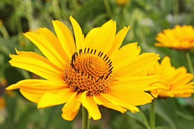 arnica