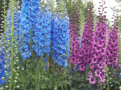 delphinium