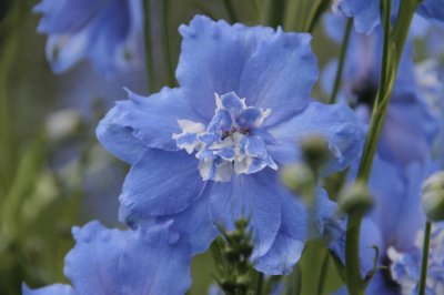 delphinium