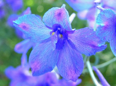 delphinium