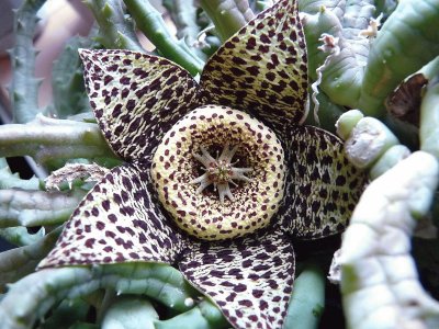 Stapelia Estrella