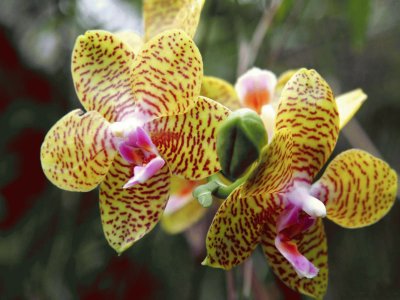 orquÃ­deas tigre