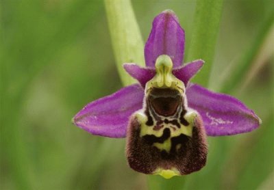 ophrys