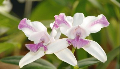 orchidÃ©e